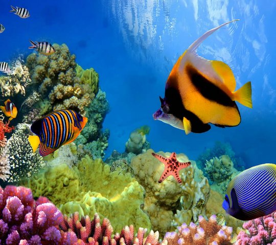 test